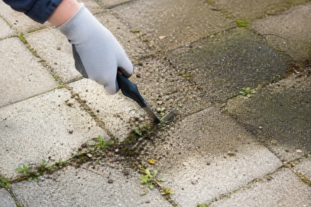 Czyszczenie szpar w kostce brukowej skrobakiem z mchu, ziemi i chwastów
